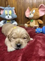 AKC Golden Retriever , a female Golden Retriever for sale in White Sulphur Springs, WV – Photo 1 of 2