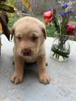 Ready to Go Home AKC Fox Red Labrador Retriever , a male Labrador Retriever for sale in White Sulphur Springs, WV – Photo 1 of 2
