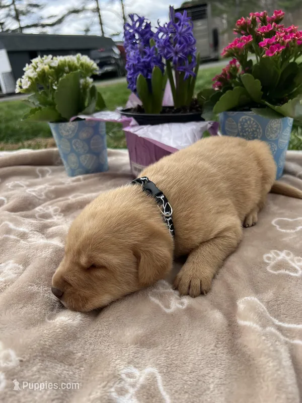 AKC Fox Red Labrador Retriever  – Labrador Retriever puppy for sale in White Sulphur Springs, WV