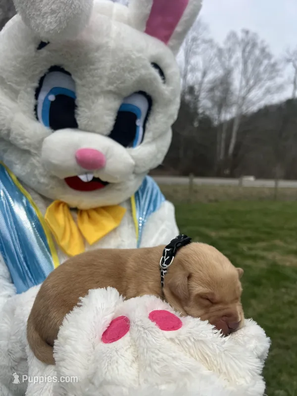 AKC Fox Red Labrador Retriever  – Labrador Retriever puppy for sale in White Sulphur Springs, WV