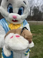 AKC Fox Red Labrador Retriever , a male Labrador Retriever for sale in White Sulphur Springs, WV – Photo 2 of 2