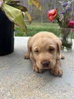 Ready to Go Home AKC Fox Red Labrador Retriever , a male Labrador Retriever for sale in White Sulphur Springs, WV – Photo 2 of 2