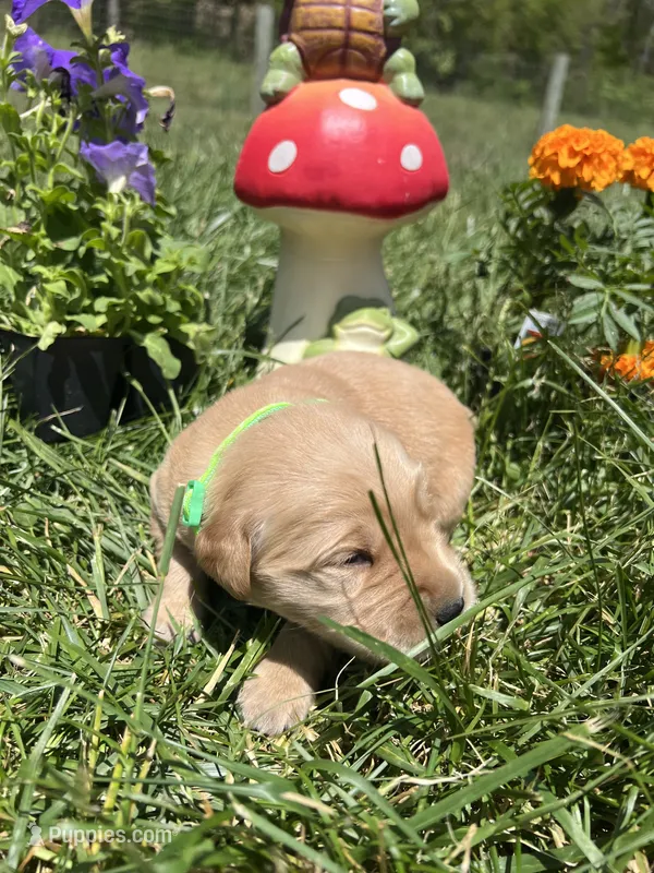 AKC Golden Retriever  – Golden Retriever puppy for sale in White Sulphur Springs, WV