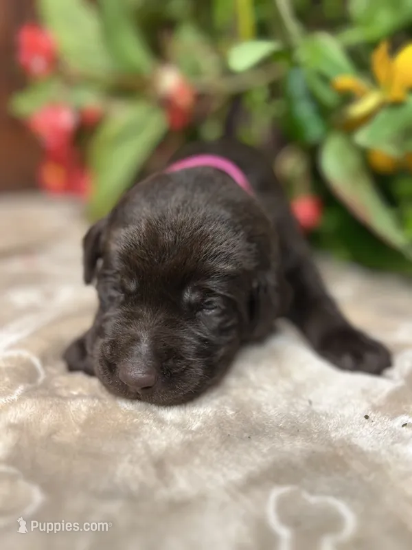 AKC Chocolate Labrador Retriever  – Labrador Retriever puppy for sale in White Sulphur Springs, WV