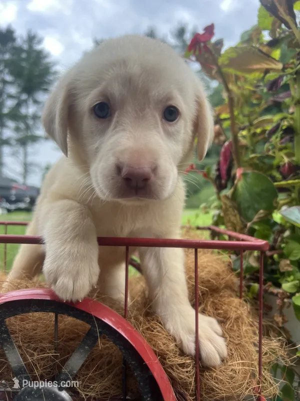 Ready to Go AKC Yellow Labrador Retriever  – Labrador Retriever puppy for sale in White Sulphur Springs, WV