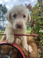 Ready to Go AKC Yellow Labrador Retriever , a male Labrador Retriever for sale in White Sulphur Springs, WV – 1 of 2