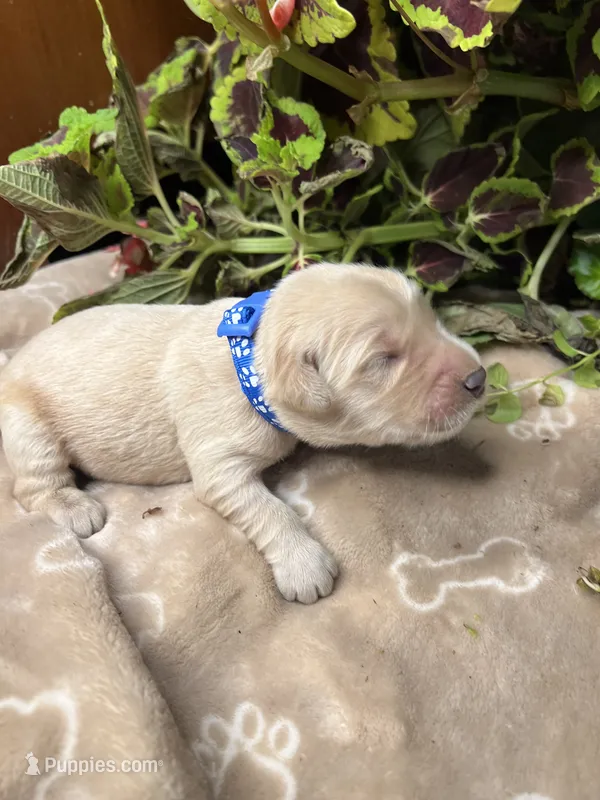 Expecting AKC Golden Retriever  – Golden Retriever puppy for sale in White Sulphur Springs, WV