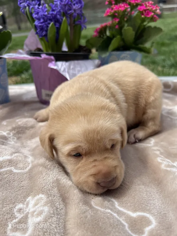AKC Labrador Retriever  – Labrador Retriever puppy for sale in White Sulphur Springs, WV