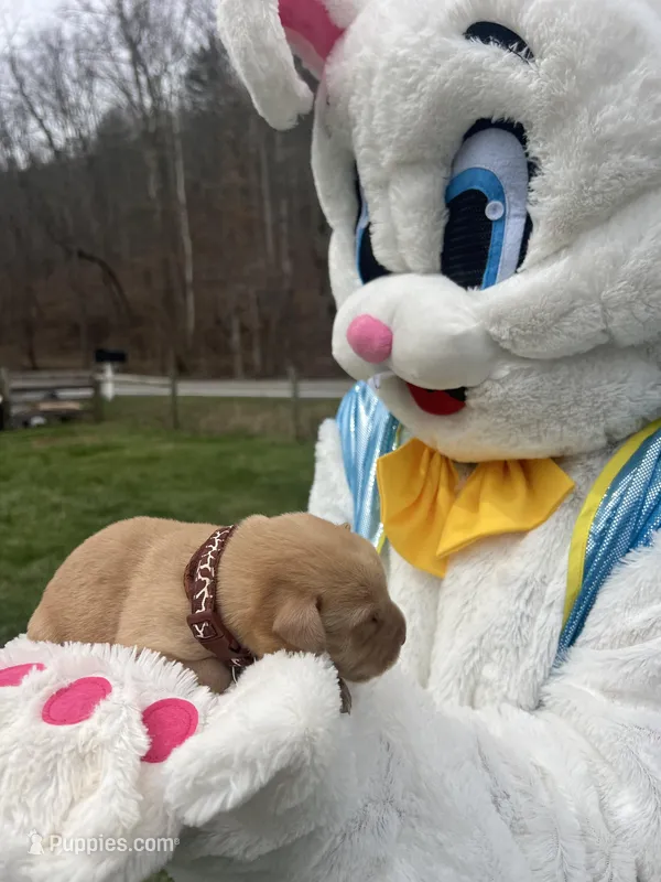AKC Labrador Retriever  – Labrador Retriever puppy for sale in White Sulphur Springs, WV