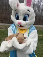 AKC Labrador Retriever , a female Labrador Retriever for sale in White Sulphur Springs, WV – Photo 2 of 2