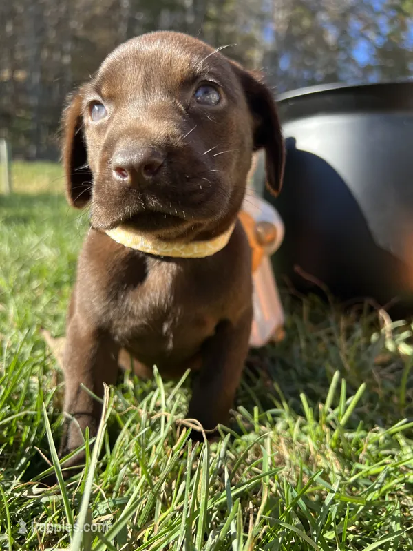 AKC Chocolate Labrador Retriever  – Labrador Retriever puppy for sale in White Sulphur Springs, WV