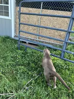 Discounted AKC Silver Labrador Retriever , a female Labrador Retriever for sale in White Sulphur Springs, WV – 3 of 5