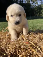 Ready to Go AKC Golden Retriever , a male Golden Retriever for sale in White Sulphur Springs, WV – 2 of 6
