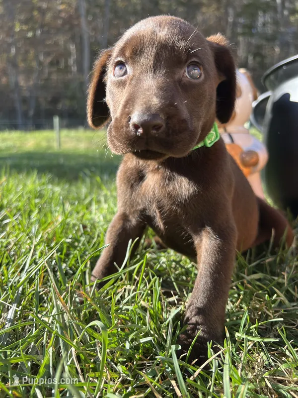 AKC Chocolate Labrador Retriever  – Labrador Retriever puppy for sale in White Sulphur Springs, WV