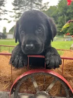 Ready to Go AKC Black Labrador Retriever , a male Labrador Retriever for sale in White Sulphur Springs, WV – 2 of 2