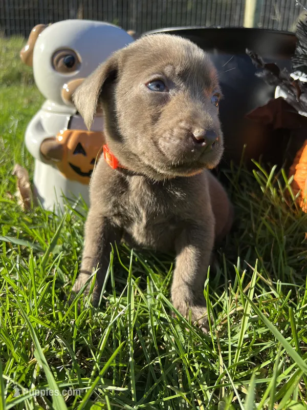 AKC Silver Labrador Retriever  – Labrador Retriever puppy for sale in White Sulphur Springs, WV