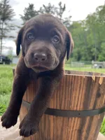 Ready to Go AKC Chocolate Labrador Retriever , a female Labrador Retriever for sale in White Sulphur Springs, WV – 2 of 2