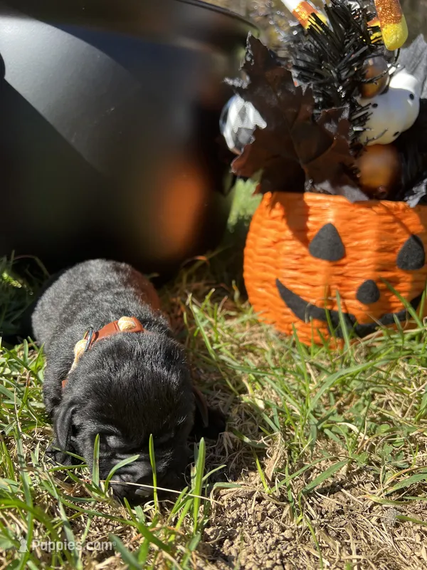 AKC Black Labrador Retriever  – Labrador Retriever puppy for sale in White Sulphur Springs, WV