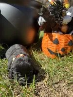AKC Black Labrador Retriever , a male Labrador Retriever for sale in White Sulphur Springs, WV – 1 of 2