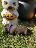 AKC Chocolate Labrador Retriever , a female Labrador Retriever for sale in White Sulphur Springs, WV – 2 of 2