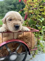 AKC Golden Retriever , a male Golden Retriever for sale in White Sulphur Springs, WV – 1 of 2