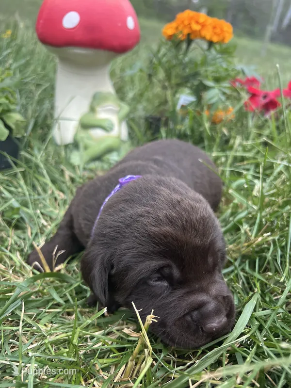 AKC Chocolate Labrador Retriever  – Labrador Retriever puppy for sale in White Sulphur Springs, WV