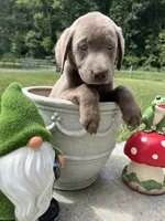 Discounted Ready to Go AKC Silver Labrador Retriever , a female Labrador Retriever for sale in White Sulphur Springs, WV – 1 of 2