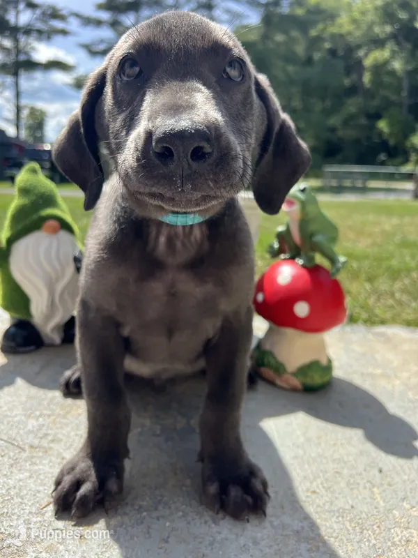 Ready to Go Charcoal Labrador Retriever  – Labrador Retriever puppy for sale in White Sulphur Springs, WV