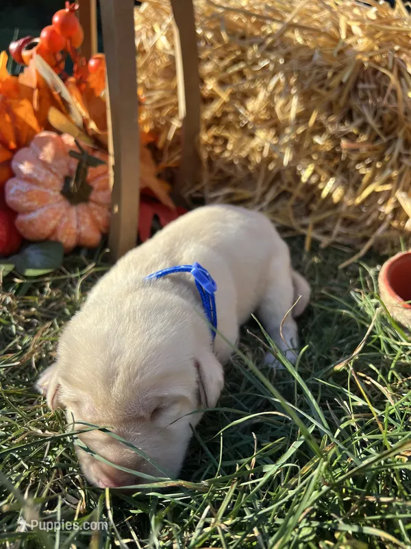 AKC Labrador Retriever  – Labrador Retriever puppy for sale in White Sulphur Springs, WV