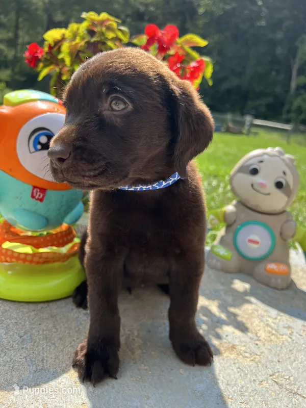 Ready to Go Labrador Retriever  – Labrador Retriever puppy for sale in White Sulphur Springs, WV