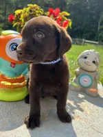 Ready to Go Labrador Retriever , a male Labrador Retriever for sale in White Sulphur Springs, WV – 1 of 2