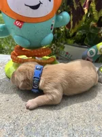 AKC Golden Retriever , a male Golden Retriever for sale in White Sulphur Springs, WV – 2 of 2