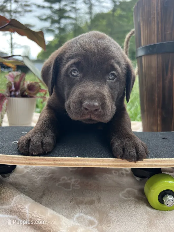 AKC Chocolate Labrador Retriever  – Labrador Retriever puppy for sale in White Sulphur Springs, WV