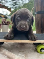 Ready to Go AKC Chocolate Labrador Retriever , a female Labrador Retriever for sale in White Sulphur Springs, WV – 1 of 2