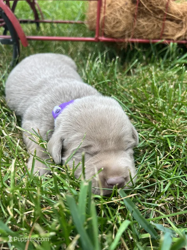 AKC Silver Labrador Retriever  – Labrador Retriever puppy for sale in White Sulphur Springs, WV