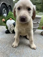 Discounted Ready to Go AKC Labrador Retriever , a male Labrador Retriever for sale in White Sulphur Springs, WV – 1 of 2