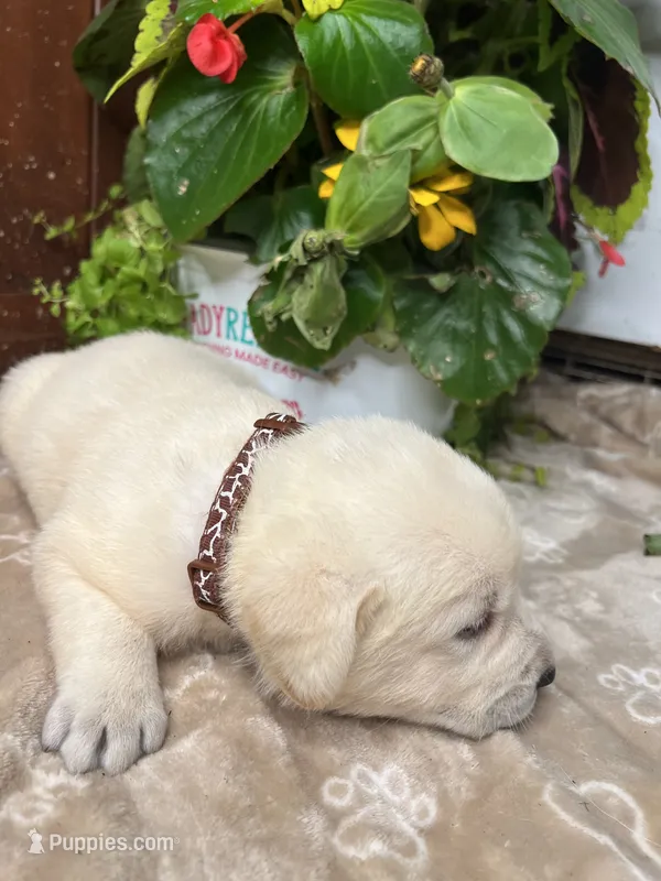 AKC Yellow Labrador Retriever  – Labrador Retriever puppy for sale in White Sulphur Springs, WV