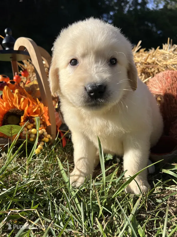 Ready to Go AKC Golden Retriever  – Golden Retriever puppy for sale in White Sulphur Springs, WV