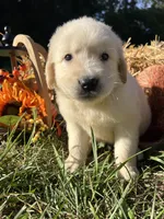 Ready to Go AKC Golden Retriever , a male Golden Retriever for sale in White Sulphur Springs, WV – 1 of 6