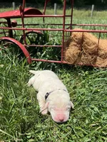 AKC Yellow Labrador Retriever , a male Labrador Retriever for sale in White Sulphur Springs, WV – 2 of 2