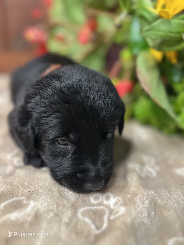 AKC Black Labrador Retriever  – Labrador Retriever puppy for sale in White Sulphur Springs, WV