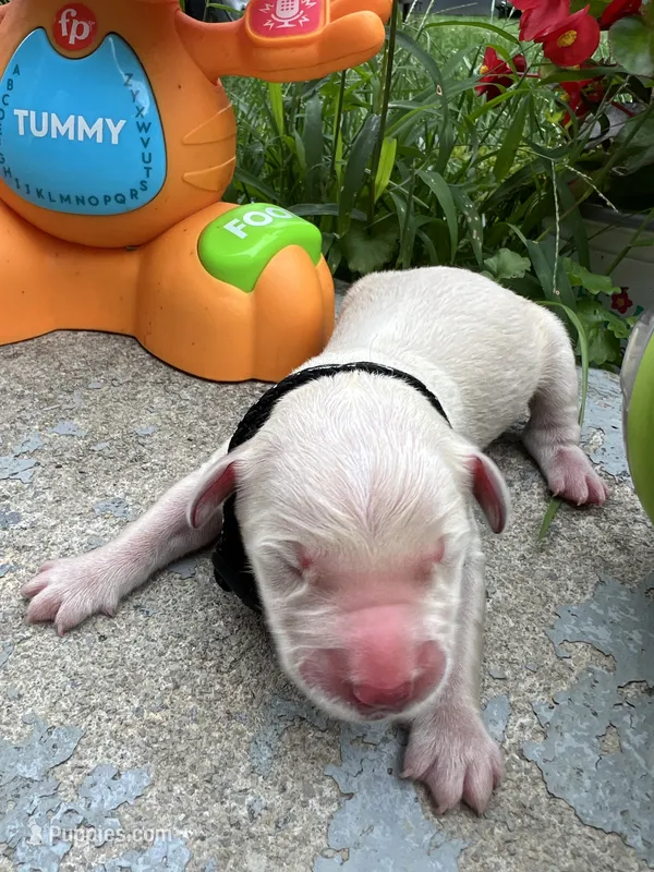 AKC Russian Cream Golden Retrievers  – Golden Retriever puppy for sale in White Sulphur Springs, WV