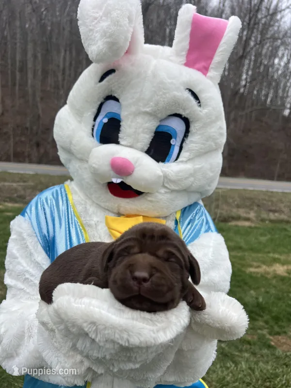 AKC Labrador Retriever  – Labrador Retriever puppy for sale in White Sulphur Springs, WV