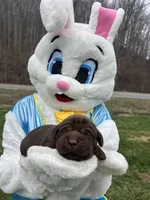 AKC Labrador Retriever , a female Labrador Retriever for sale in White Sulphur Springs, WV – Photo 1 of 2