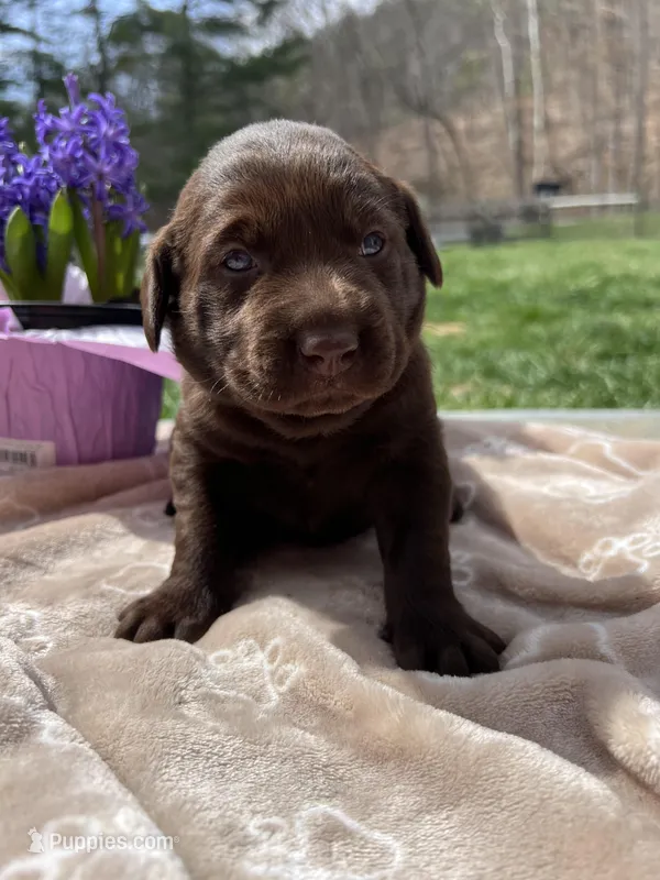 AKC Labrador Retriever  – Labrador Retriever puppy for sale in White Sulphur Springs, WV