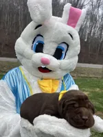 AKC Labrador Retriever , a female Labrador Retriever for sale in White Sulphur Springs, WV – Photo 2 of 2