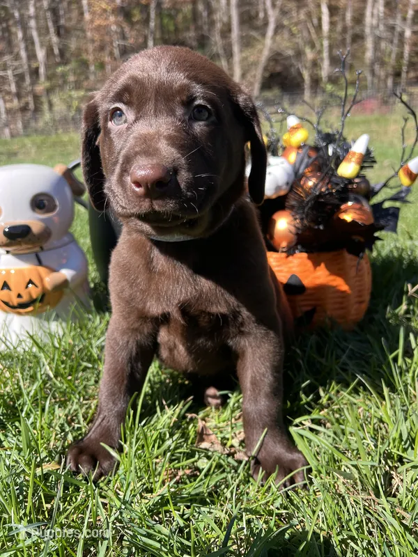 AKC Labrador Retriever  – Labrador Retriever puppy for sale in White Sulphur Springs, WV