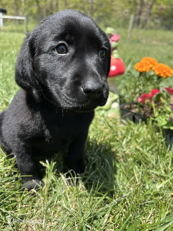 Ready to Go AKC Black Labrador Retriever  – Labrador Retriever puppy for sale in White Sulphur Springs, WV