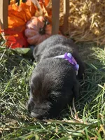 AKC Labrador Retriever , a female Labrador Retriever for sale in White Sulphur Springs, WV – 2 of 2