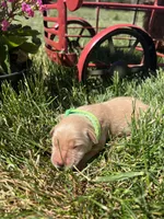 AKC Golden Retriever , a female Golden Retriever for sale in White Sulphur Springs, WV – 2 of 2